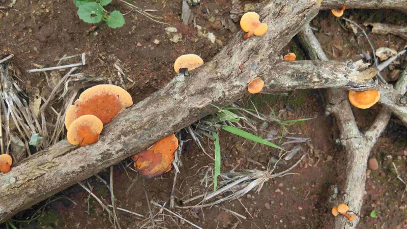Trametes KwaXimba 20141128